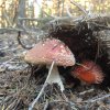 Amanita muscaria (2)